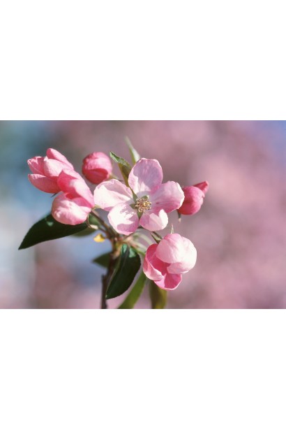 Яблуня червонолиста райська цвітіння